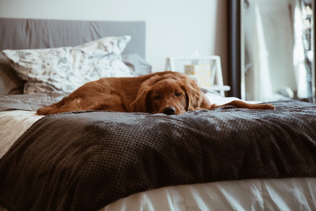 dog-bed-home-pet-pets
