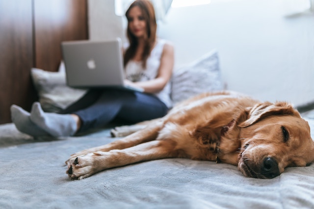 dog-woman-computer-home-bed