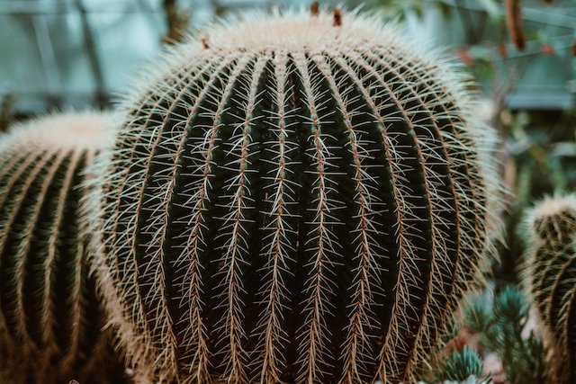 cactus-plant-outdoors