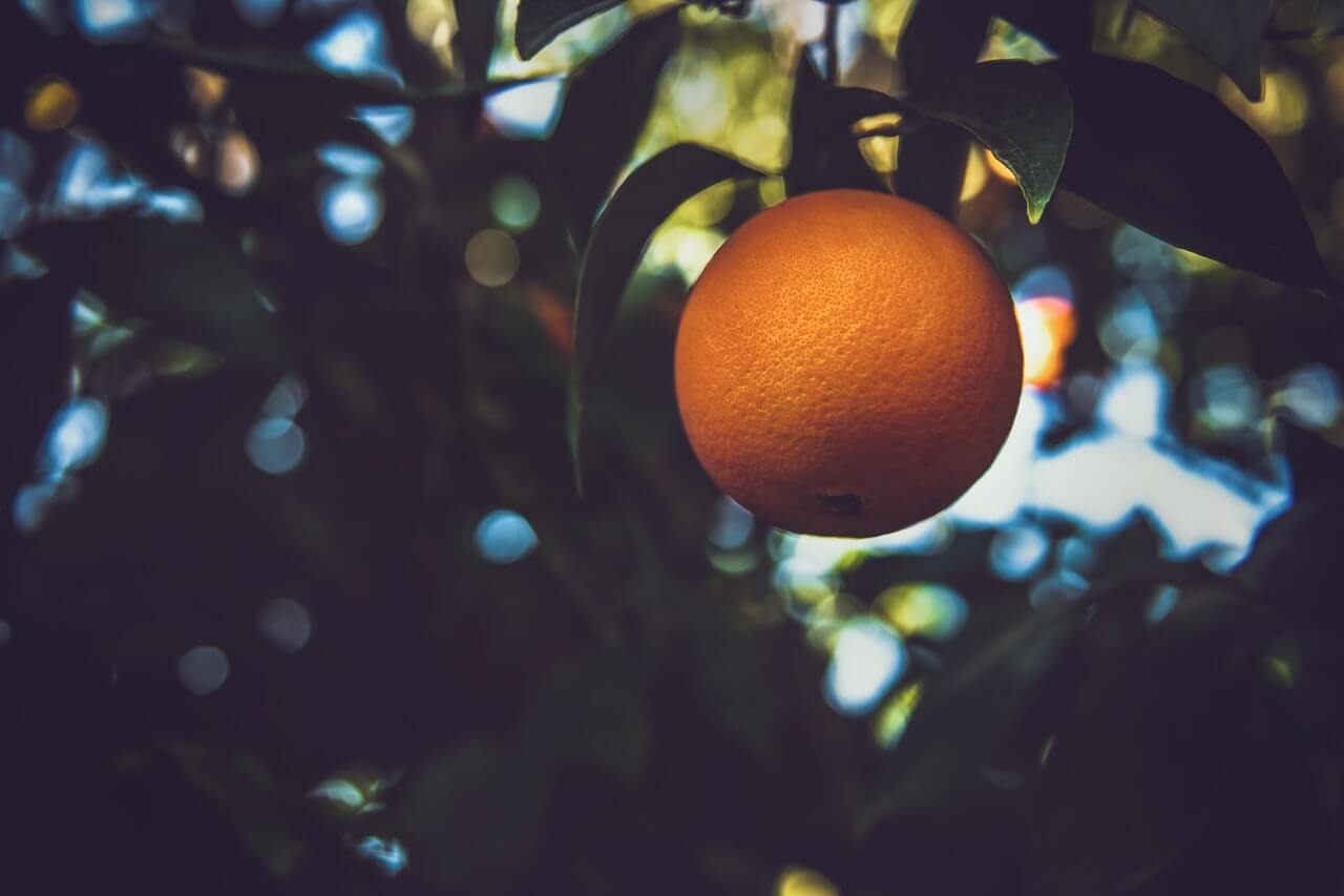 orange tree